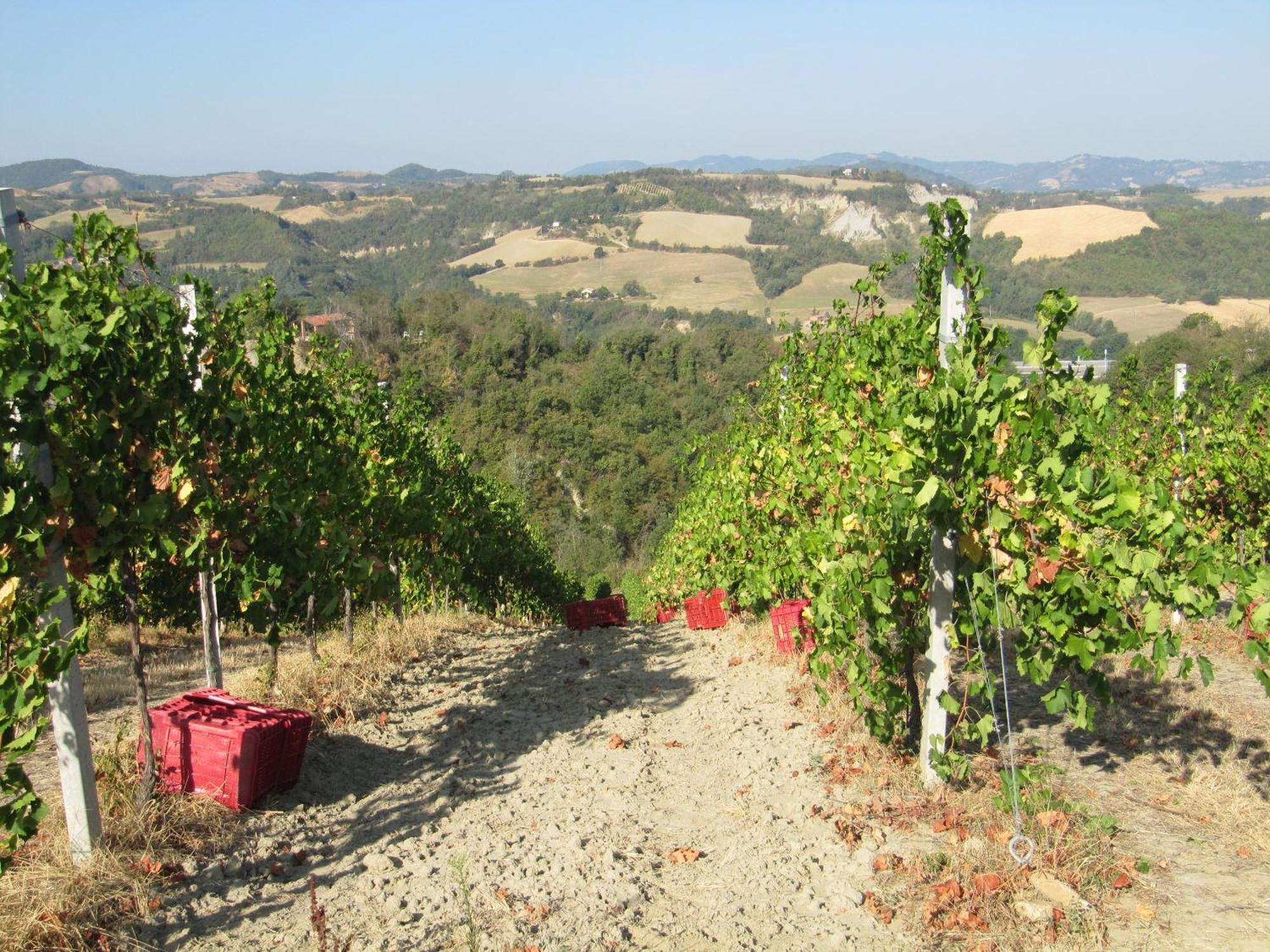 Podere Riosto Cantina&Agriturismo Pianoro Extérieur photo